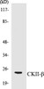 Metabolism CKII-beta Colorimetric Cell-Based ELISA Kit