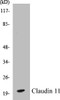 Claudin 11 Colorimetric Cell-Based ELISA Kit