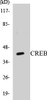 Cell Biology CREB Colorimetric Cell-Based ELISA Kit