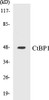 Developmental Biology CtBP1 Colorimetric Cell-Based ELISA Kit