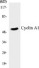 Cell Cycle ELISA Kits Cyclin A1 Colorimetric Cell-Based ELISA Kit