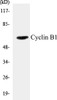 Cell Cycle ELISA Kits Cyclin B1 Colorimetric Cell-Based ELISA Kit