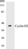 Cell Cycle ELISA Kits Cyclin D2 Colorimetric Cell-Based ELISA Kit