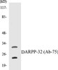 DARPP-32 Colorimetric Cell-Based ELISA Kit