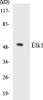 Epigenetics and Nuclear Signaling Elk1 Colorimetric Cell-Based ELISA Kit