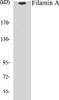 Cell Biology Filamin A Colorimetric Cell-Based ELISA Kit