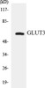 Signal Transduction GLUT3 Colorimetric Cell-Based ELISA Kit