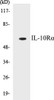 IL-10Ralpha Colorimetric Cell-Based ELISA Kit