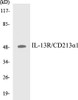 IL-13R/CD213alpha1 Colorimetric Cell-Based ELISA Kit