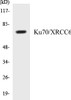 Epigenetics and Nuclear Signaling Ku70/XRCC6 Colorimetric Cell-Based ELISA Kit