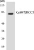 Epigenetics and Nuclear Signaling Ku80/XRCC5 Colorimetric Cell-Based ELISA Kit