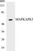 MAPKAPK5 Colorimetric Cell-Based ELISA Kit