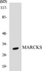 MARCKS Colorimetric Cell-Based ELISA Kit
