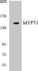 MYPT1 Colorimetric Cell-Based ELISA Kit