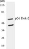 Immunology p56 Dok-2 Colorimetric Cell-Based ELISA Kit