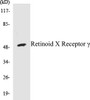 Epigenetics and Nuclear Signaling Retinoid X Receptor gamma Colorimetric Cell-Based ELISA Kit