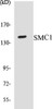 Cell Cycle ELISA Kits SMC1 Colorimetric Cell-Based ELISA Kit