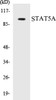 Cell Biology STAT5A Colorimetric Cell-Based ELISA Kit