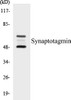 Developmental Biology Synaptotagmin Colorimetric Cell-Based ELISA Kit