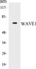 WAVE1 Colorimetric Cell-Based ELISA Kit