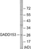 Cell Death GADD153 Colorimetric Cell-Based ELISA