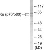 Epigenetics and Nuclear Signaling Ku70/80 Colorimetric Cell-Based ELISA