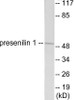 Cell Death Presenilin 1 Colorimetric Cell-Based ELISA