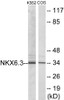 Epigenetics and Nuclear Signaling NKX6.3 Colorimetric Cell-Based ELISA