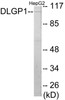 DLGP1 Colorimetric Cell-Based ELISA