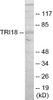 Signal Transduction TRI18 Colorimetric Cell-Based ELISA