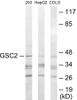 GSC2 Colorimetric Cell-Based ELISA
