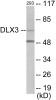 DLX3 Colorimetric Cell-Based ELISA