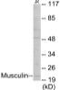 Epigenetics and Nuclear Signaling Musculin Colorimetric Cell-Based ELISA