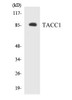 Cell Cycle ELISA Kits TACC1 Colorimetric Cell-Based ELISA