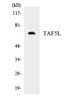Epigenetics and Nuclear Signaling TAF5L Colorimetric Cell-Based ELISA