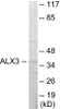 Epigenetics and Nuclear Signaling ALX3 Colorimetric Cell-Based ELISA