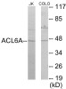 Epigenetics and Nuclear Signaling ACTL6A Colorimetric Cell-Based ELISA