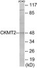 CKMT2 Colorimetric Cell-Based ELISA