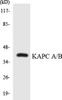KAPC A/B Colorimetric Cell-Based ELISA