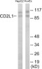 Cell Death CDC2L1 Colorimetric Cell-Based ELISA