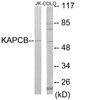 KAPCB Colorimetric Cell-Based ELISA