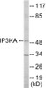 IP3KA Colorimetric Cell-Based ELISA