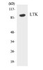 LTK Colorimetric Cell-Based ELISA