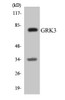 GRK3 Colorimetric Cell-Based ELISA