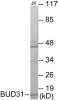 Epigenetics and Nuclear Signaling BUD31 Colorimetric Cell-Based ELISA
