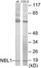 NBL1 Colorimetric Cell-Based ELISA