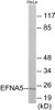 Developmental Biology EFNA5 Colorimetric Cell-Based ELISA