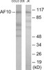 Epigenetics and Nuclear Signaling AF10 Colorimetric Cell-Based ELISA