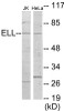 Epigenetics and Nuclear Signaling ELL Colorimetric Cell-Based ELISA