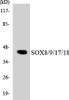 Epigenetics and Nuclear Signaling SOX8/9/17/18 Colorimetric Cell-Based ELISA